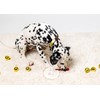 Pearhead Clay Pawprint Christmas Ornament, Pet Owner Holiday Gift, Dog