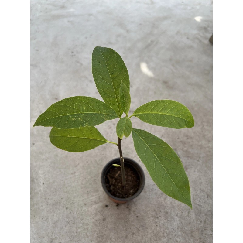 Avocado Fruit Tree 10” With Pot Seedling Live Plant Ready