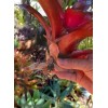 Bromeliads Bromeliad neoregelia Gazpacho live plant exotic tropical exotic