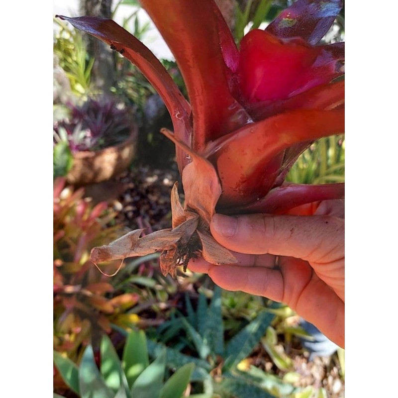 Bromeliads Bromeliad neoregelia Gazpacho live plant exotic tropical exotic