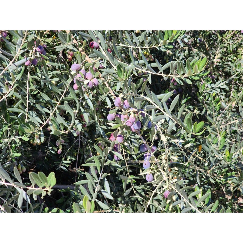 Trust in God forms OLIVE TREE SEEDS GREEK - OLEA