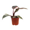 American Plant Exchange Live Philodendron Pink Princess Plant, Plant Pot