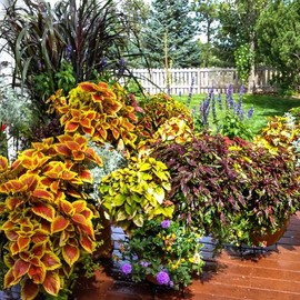 1000+PCS Rainbow Coleus seeds, easy to grow and maintain, are an excellent choice for beginners and experienced gardeners,garden harvest