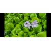 Water Purple Hyacinth Free Floating Aquarium/Pond Plants