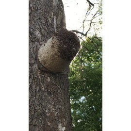 Rent A Hive Bee Rescue 10 pack Swarm Pro Snap Caps honeybee scent beehive hive bait beekeeper # 1 USA.