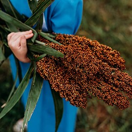 Mennonite Sweet Cane Sorghum - 1oz Bulk (~1250 Seeds) - Heirloom Sorghum Variety, Great for Making Syrup & Molasses, non-GMO Sorghum Seeds for Planting Outdoors in the Home Garden, Thresh Seed Company