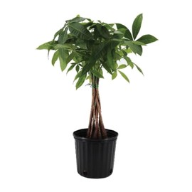 American Plant Exchange Live Money Tree Plant, Good Luck Tree Plant, Plant Pot for Home and Garden Decor, 10" Pot