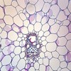 Corn Stem Prepared Microscope Slide, Cross Section
