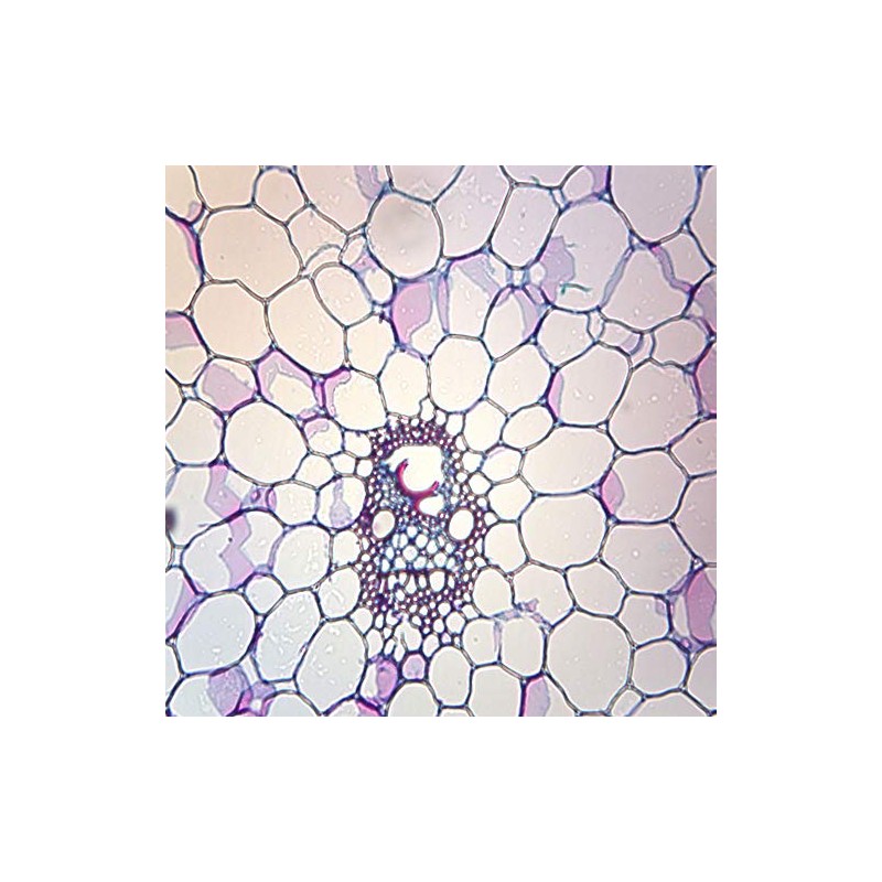 Corn Stem Prepared Microscope Slide, Cross Section
