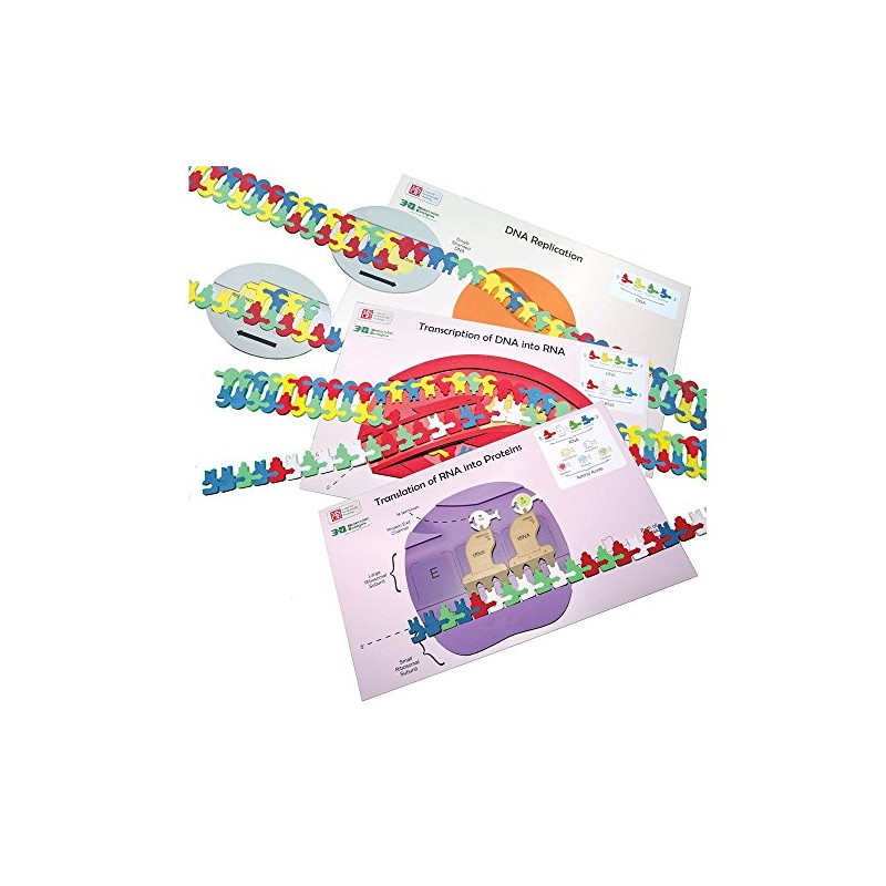 Flow of Genetic Information Kit©