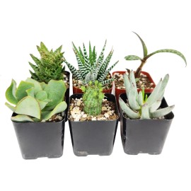 Succulents Box Weirdo Succulent Pack | Set of 2/4/6/8/10 Unique Succulent Plants - 10 Succulents