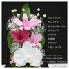 Art Four Seasons Phalaenopsis Denfare Dome Versus Design SET Pink