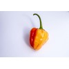 Peppapeach Stripey Malawi Piquante Pepperdew Heirloom Pepper Premium Seeds for