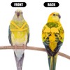 Parrot Harness and Lead, Adjustable Pet Parrot Bird Harness and