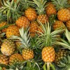 LIKO LIKO Pineapple Cuticle Oil, 8oz, Organic Paraben Free