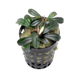 SubstrateSource Bucephalandra Red Mini Potted Live Aquarium Plant - Natural Freshwater Fish Tank Decorations, Aquatic Décor