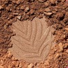 Wet n Wild Color Icon Bronzer Polvo Bronceador Sunset Striptease