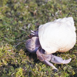 Jinymral 3.5oz Hermit Crabs Substrate, Ideal for Hermit Crab Supplies for Tank Habitat