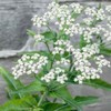 Outsidepride 5000 Seeds Perennial Eupatorium Boneset Flower Seeds for Planting