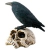 Raven on Skull Collectible Bird Crow Skeleton Figurine Statue Model