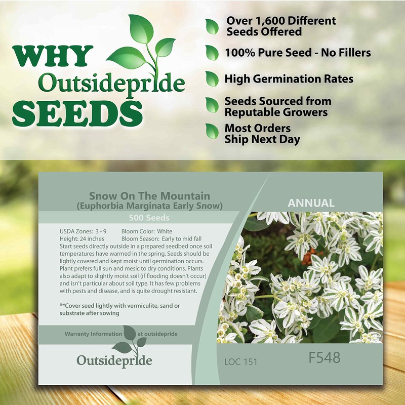 Outsidepride Snow On The Mountain Euphorbia Seeds for Planting -