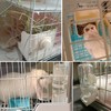 HERCOCCI Rabbit Hay Food Bin Feeder and Bunny Water Bottle