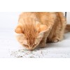 Purple Haze Catnip, Premium Blend Safe for Cats, Infused with