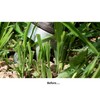 Weed Root Removal Head Tiller – Trimmer Attachment - Root