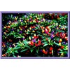 Chinese Ornamental Peppers