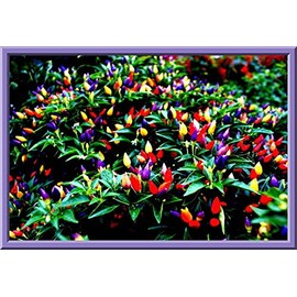Chinese Ornamental Peppers