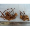 Ginger 2 Shampoo Ginger Rhizomes, Zingiber Zerumbet, Pine Cone, Free
