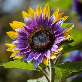 100+ Rare Sunflower Seeds for Planting Rare Bright Purple Yellow Sunflowers Non-GMO Heirloom Seeds for Home Garden Outdoors