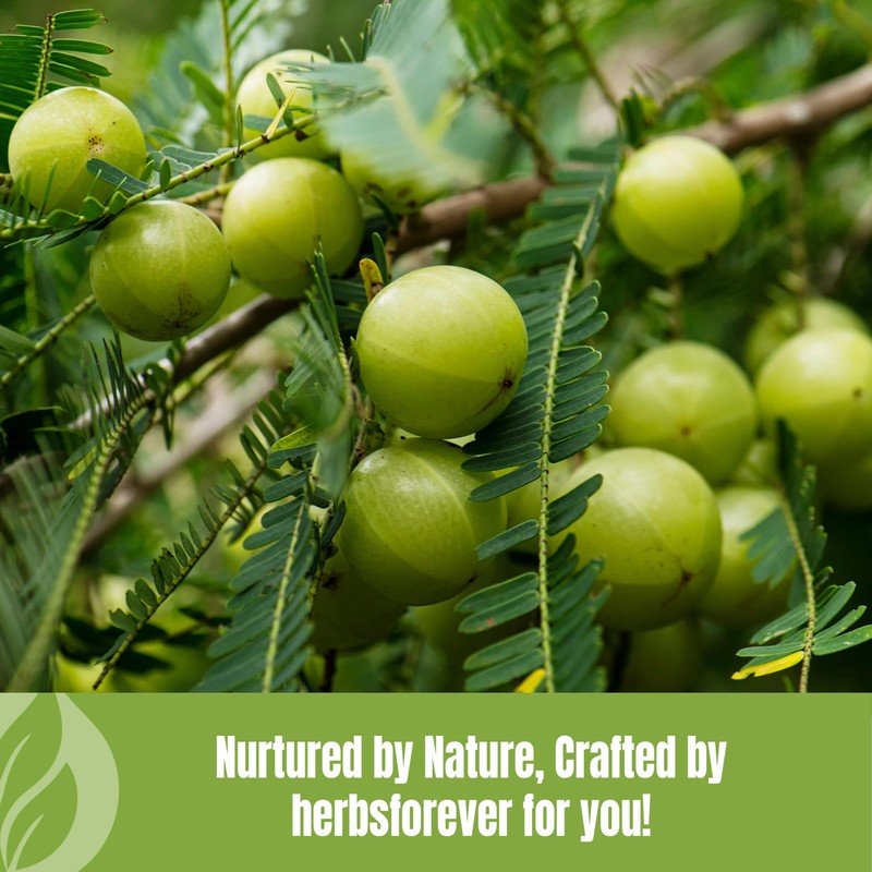Herbsforever Amla Powder | Phyllanthus Emblica | Rich in Vitamin
