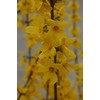Forsythia X intermedia 'Lynwood Gold' (Forsythia) Shrub, yellow flowers, #3