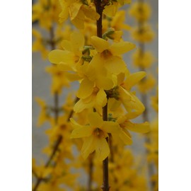 Forsythia X intermedia 'Lynwood Gold' (Forsythia) Shrub, yellow flowers, #3 - Size Container