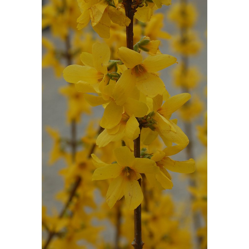 Forsythia X intermedia 'Lynwood Gold' (Forsythia) Shrub, yellow flowers, #3