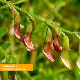 Herb Pharm Certified Organic Astragalus Liquid Extract for Immune System Support - 1 Oz