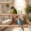 3Pcs Wooden Bird Perch – Natural Parrot Perches Stand with