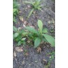 Japanese Plum Tree 2 Rooted Plants 4-8Japanese Plum Tree Organic
