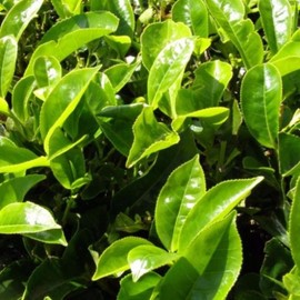 Palm Beach Medicinal Herbs - Tea Plant (Camellia sinensis) - Packet of 3 Seeds