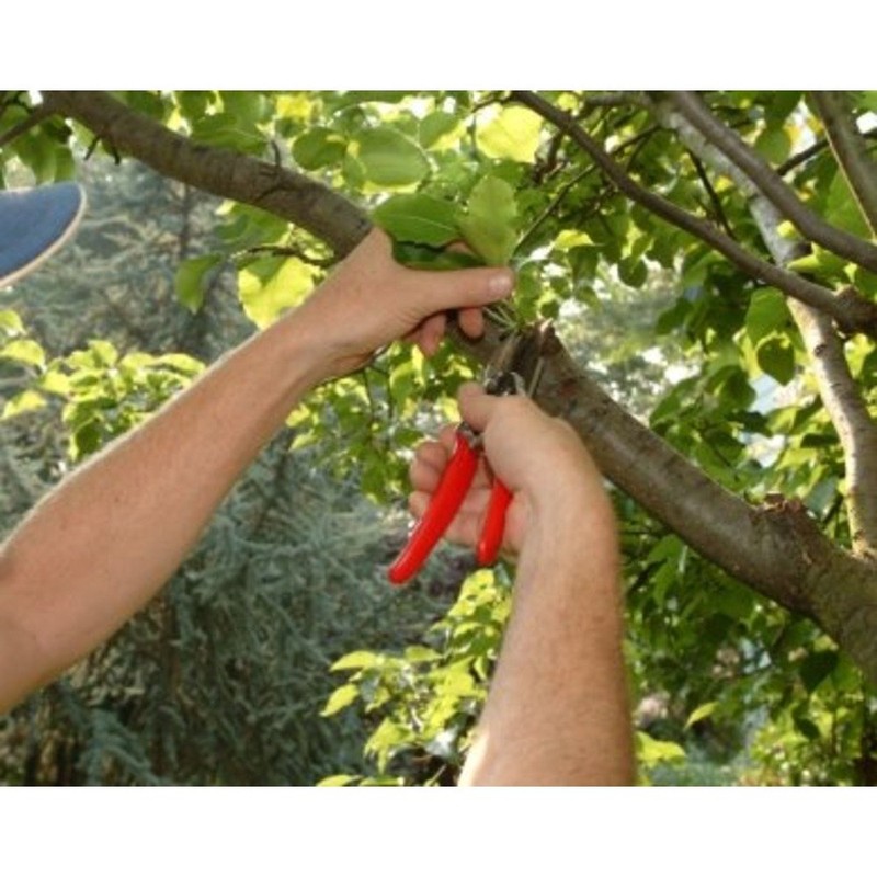 FELCO 2 Classic Pruning Shears / Secateurs Original Model Genuine