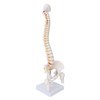 Vertebral Column Model Flexible Spine Caudal Vertebra Anatomical Model with