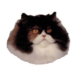 World Stickers Schwandt Heimtierbedarf 12509 for Persian Cat Sticker for Warning Sign 80 x 80 mm