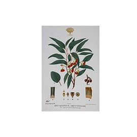 Maxwell & Williams Royal Botanic Gardens Australian Botanics Tea Towel 50x70cm Flowering Gum