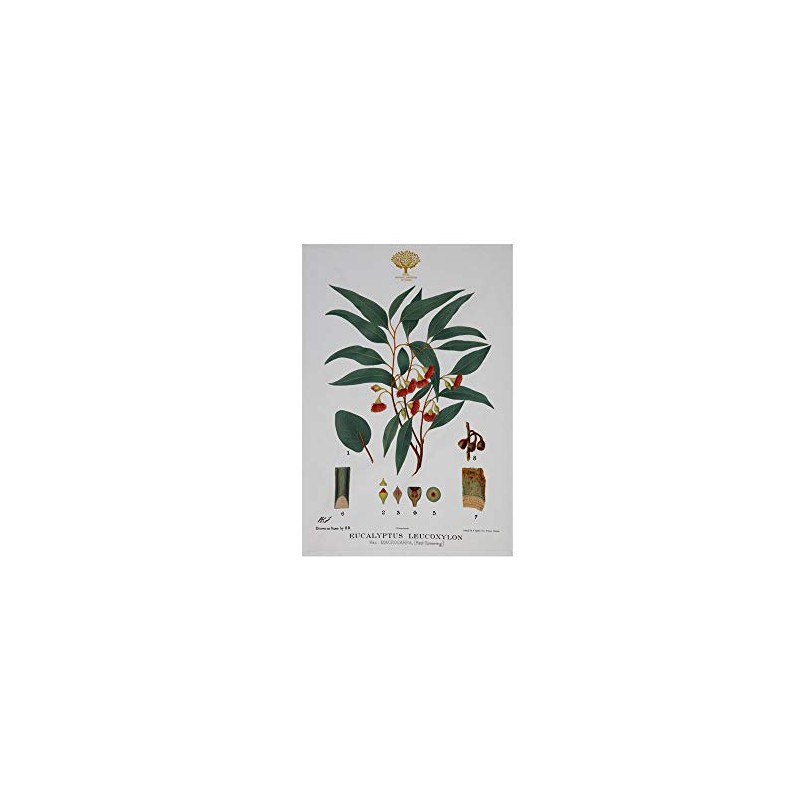 Maxwell & Williams Royal Botanic Gardens Australian Botanics Tea Towel