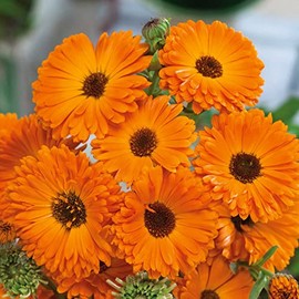 Calendula Seeds - Geisha Girl - 1/4 Pound - Red/Orange Flower Seeds, Heirloom Seed, Open Pollinated Seed Attracts Bees, Attracts Butterflies, Attracts Pollinators, Easy to Grow & Maintain, Edible