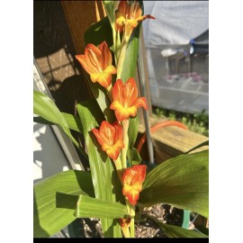 Garden State Bulb Bulb Orange Stormy Gladiolus Flower Bulbs, 12/14cm, Spring Planting. Organic .