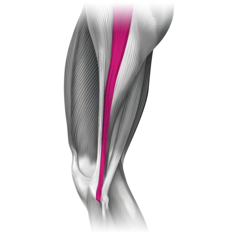 Mandoline (Mueller) Knee Support Wraparound ni-sapo-to Left, Right, Unisex for