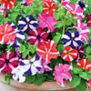 22Day Seeds: Seeds Petunia StarFall Mix/Annual Flowers