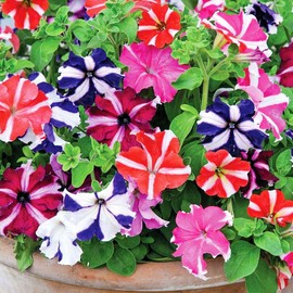 22Day Seeds: Seeds Petunia StarFall Mix/Annual Flowers